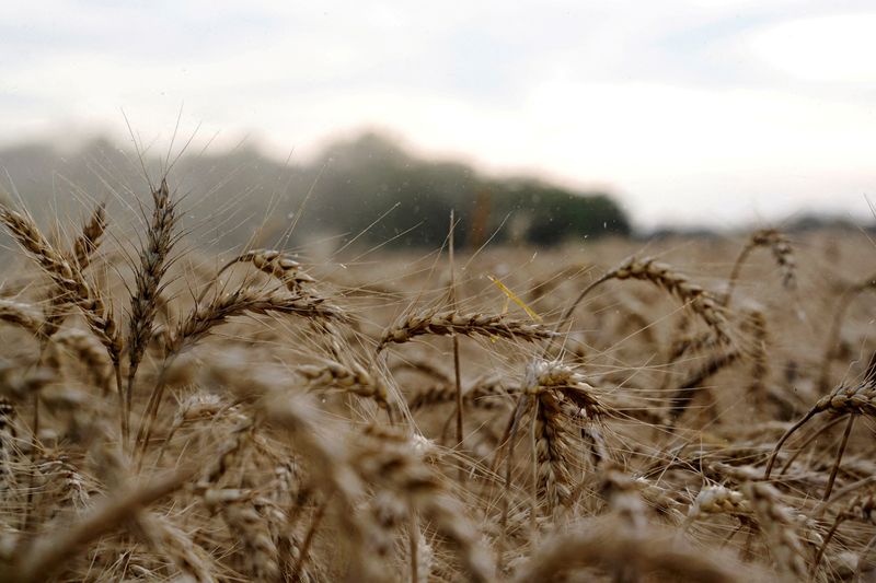 Column-Unprecedented clash forms between funds' CBOT corn and wheat views -Braun