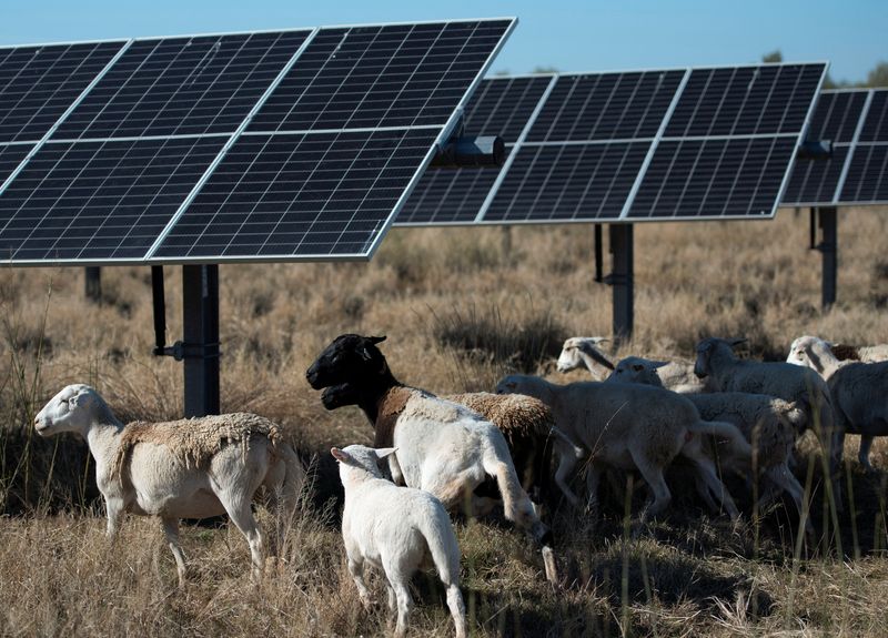 Solar accounted for 84% of new US power added in 2024, report says