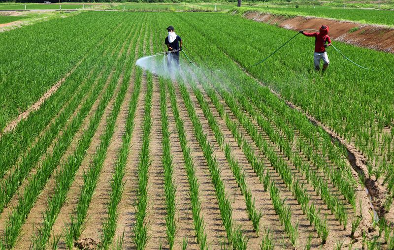 Japan’s rice prices on rise again in test for new prime minister 