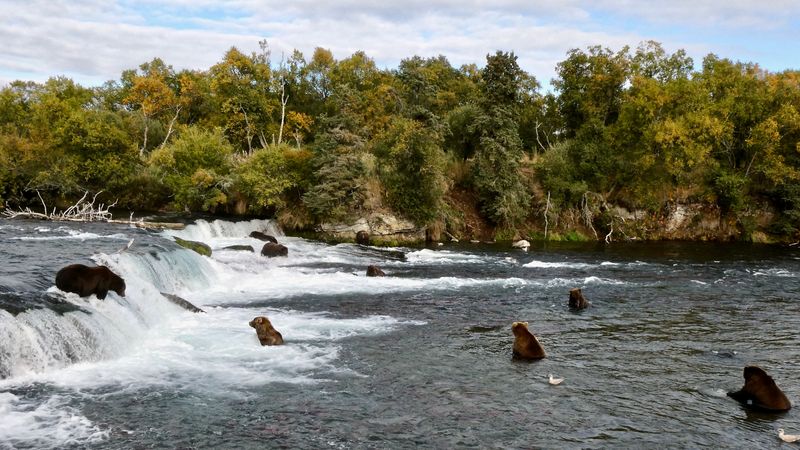 Alaska sued over aerial hunting of bears to protect caribou
