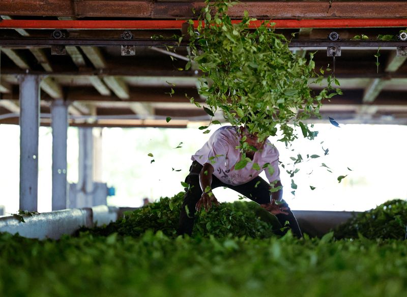 Trump tariff rollback offers relief for Indian farmers