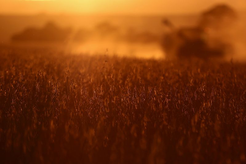 China imports no US soybeans for second month, Brazil arrivals up 29%