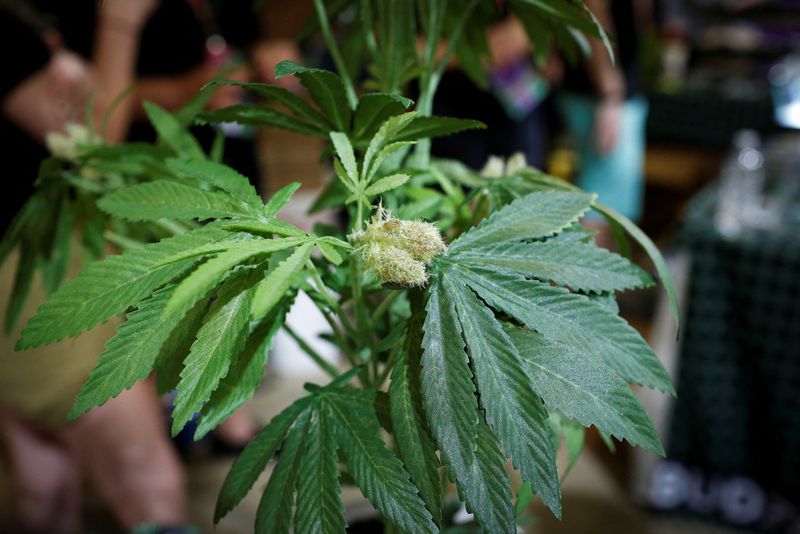 Cannabis stocks surge on report Trump seeks to ease restrictions