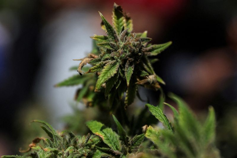 Trump to address potential loosening of federal marijuana regulations on Thursday, official says