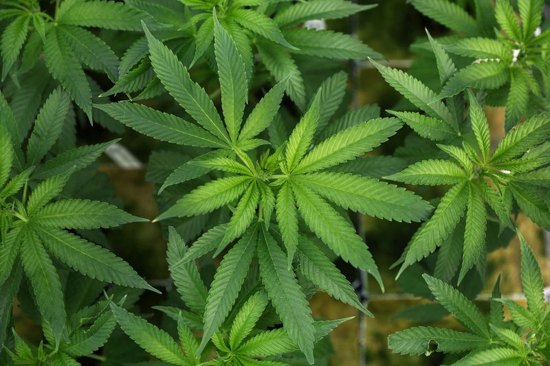 Trump moving to ease US marijuana regulations, sparking industry hopes