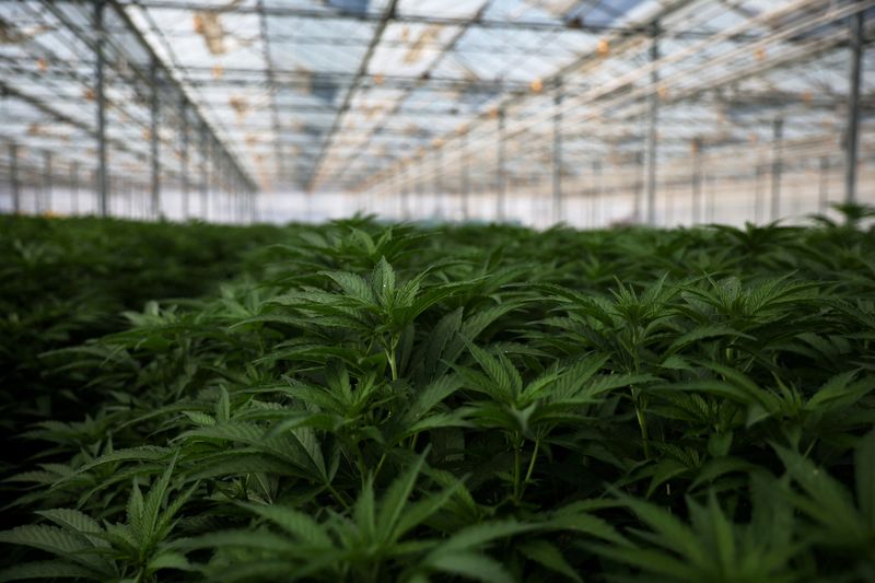 Cannabis companies face hurdles accessing big banks despite reclassification, experts say    