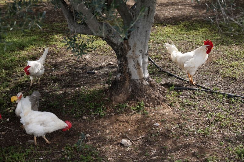 Retired hens revitalise Cyprus olive groves
