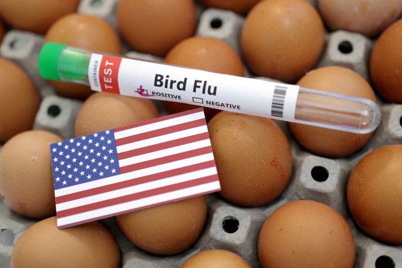 US turns to Brazil for eggs and considers other sources during bird flu outbreak