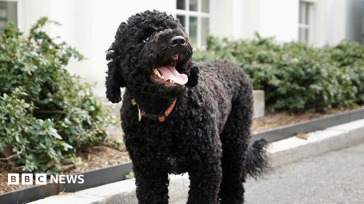 Obamas' 'fiery and gorgeous' dog Sunny dies