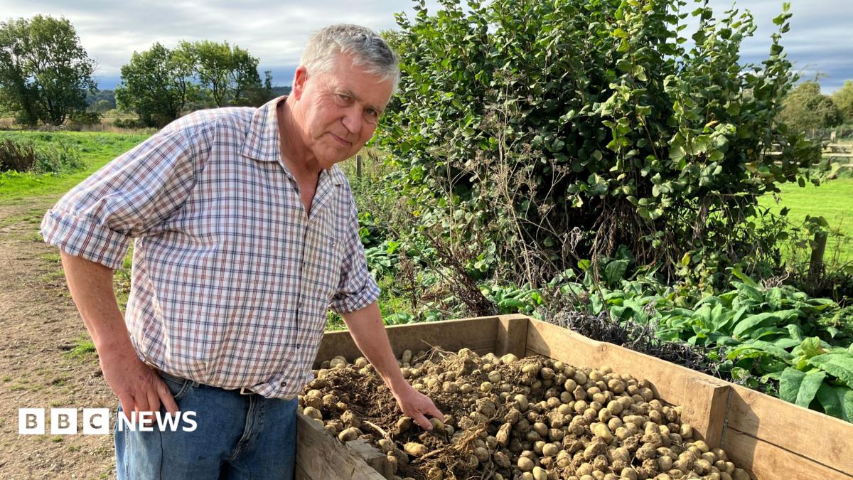 Why hotter summers are making British potatoes smaller