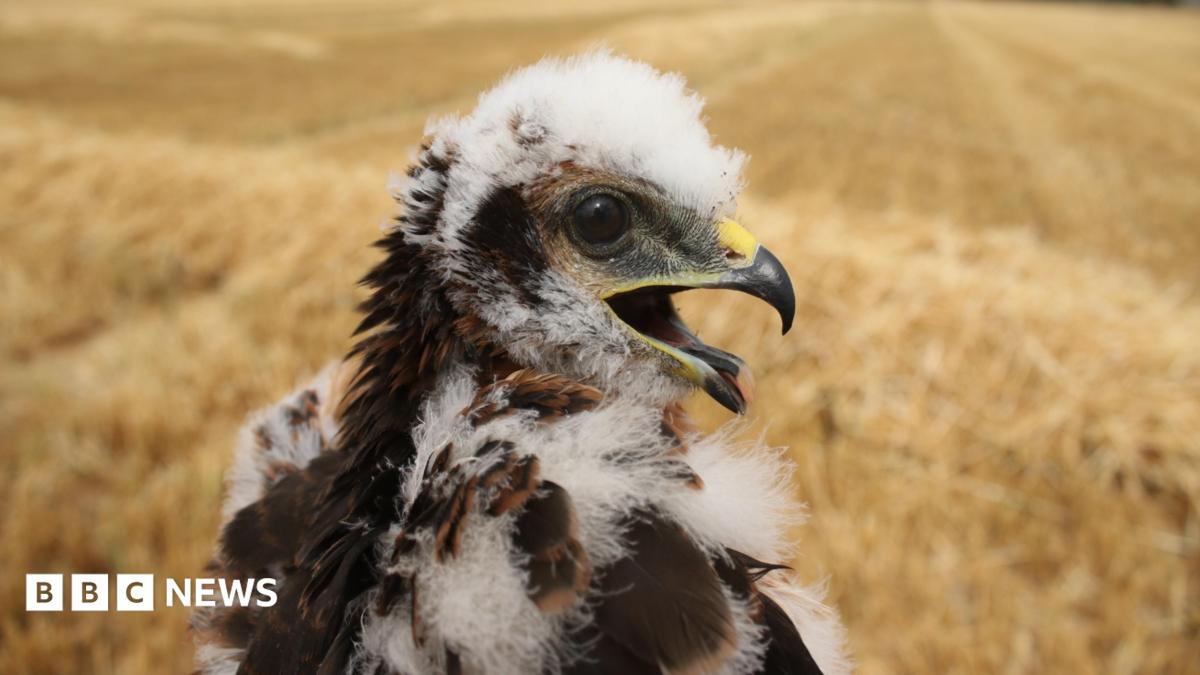 UK's rarest bird of prey rears new chicks in secret location