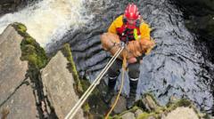 Dog rescued from cliff ledge at landmark waterfall