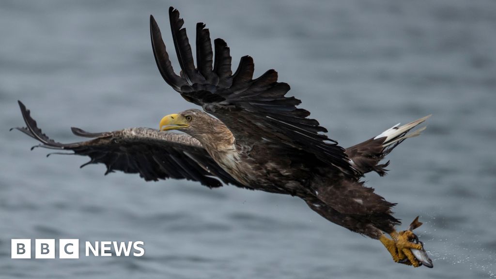 White-tailed eagles to be released in Exmoor despite farmer warnings