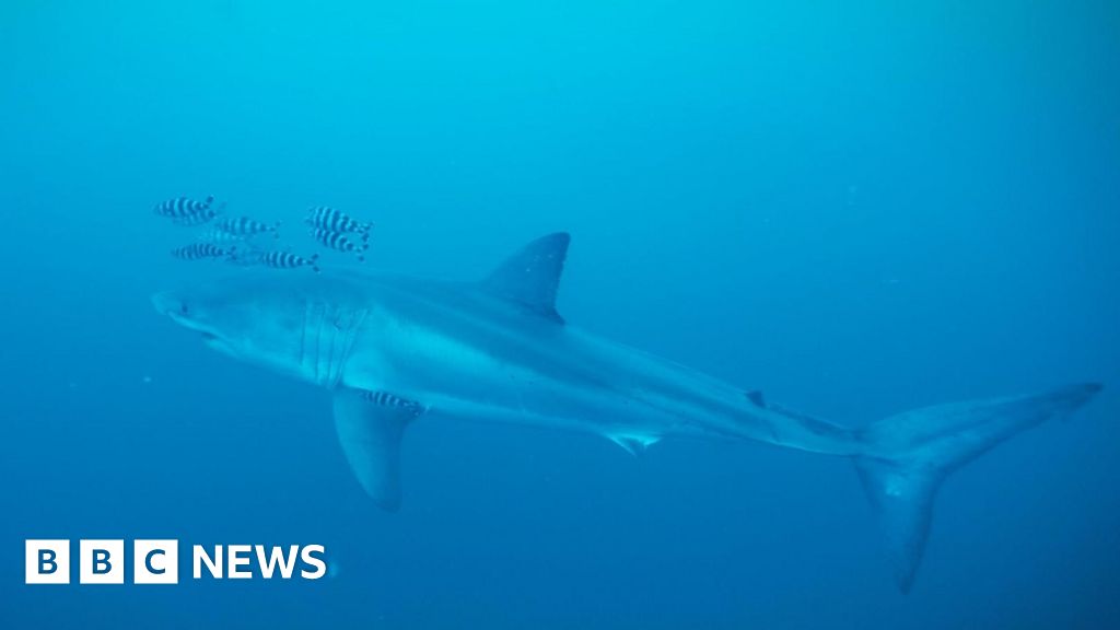 Rare footage captured of Great White shark in Mediterranean Sea