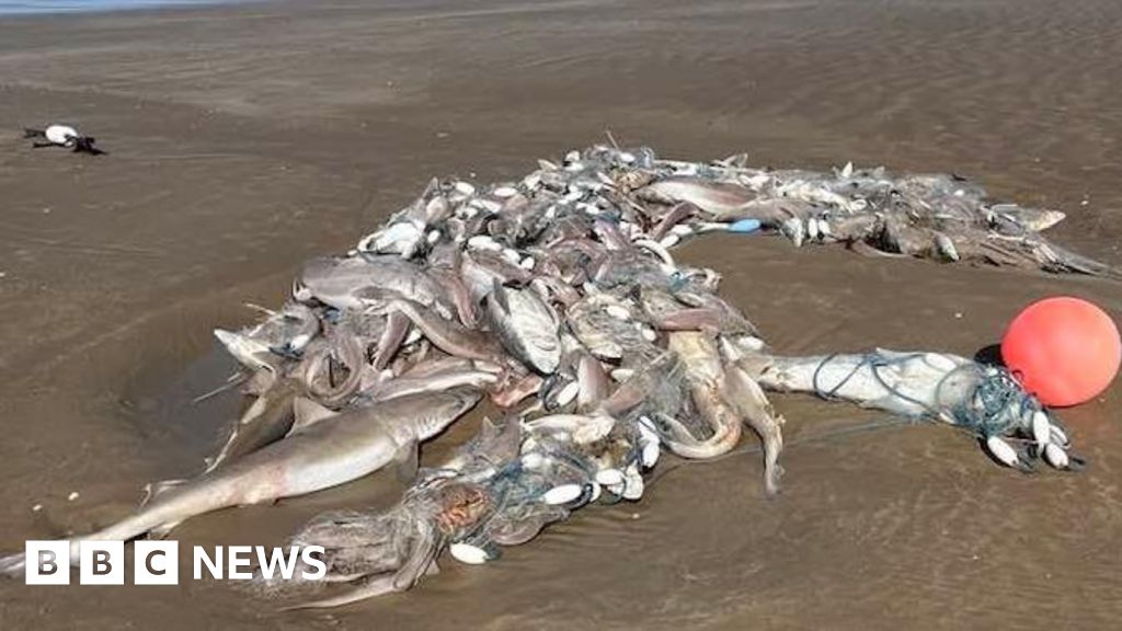 Hundreds of dead sharks found washed-up on beaches