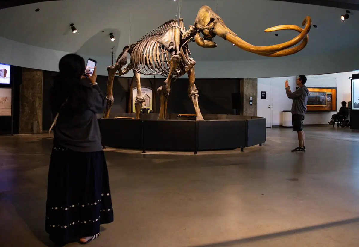 Farewell, my Smilodon: La Brea Tar Pits to close for 2 years