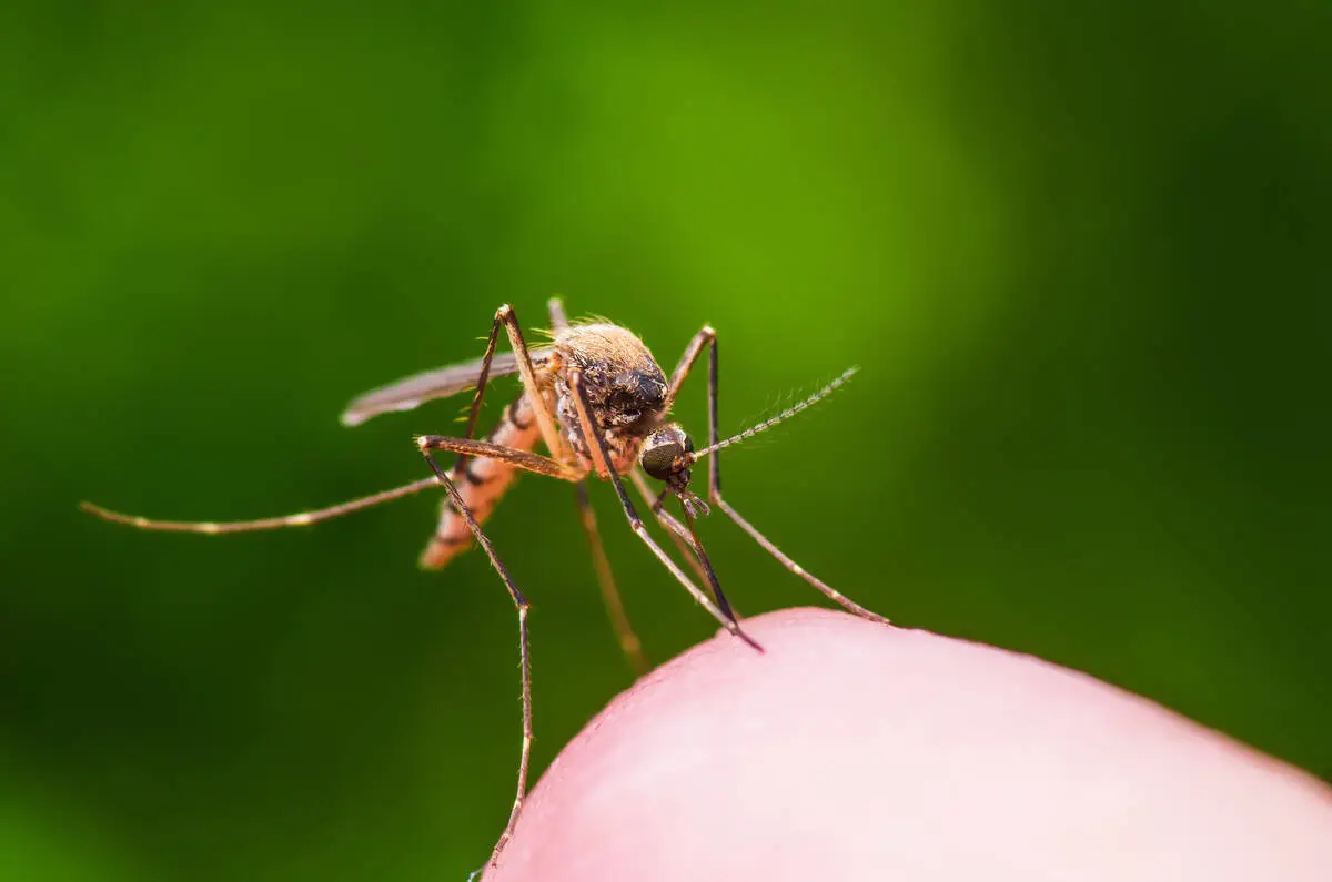Clark County at mosquito ‘tipping point’ as pests double from last year
