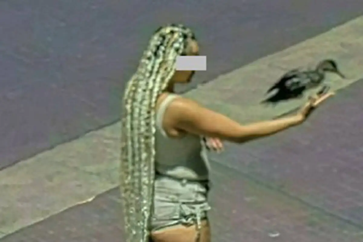Woman accused of abusing duck snatched from Venetian fountain
