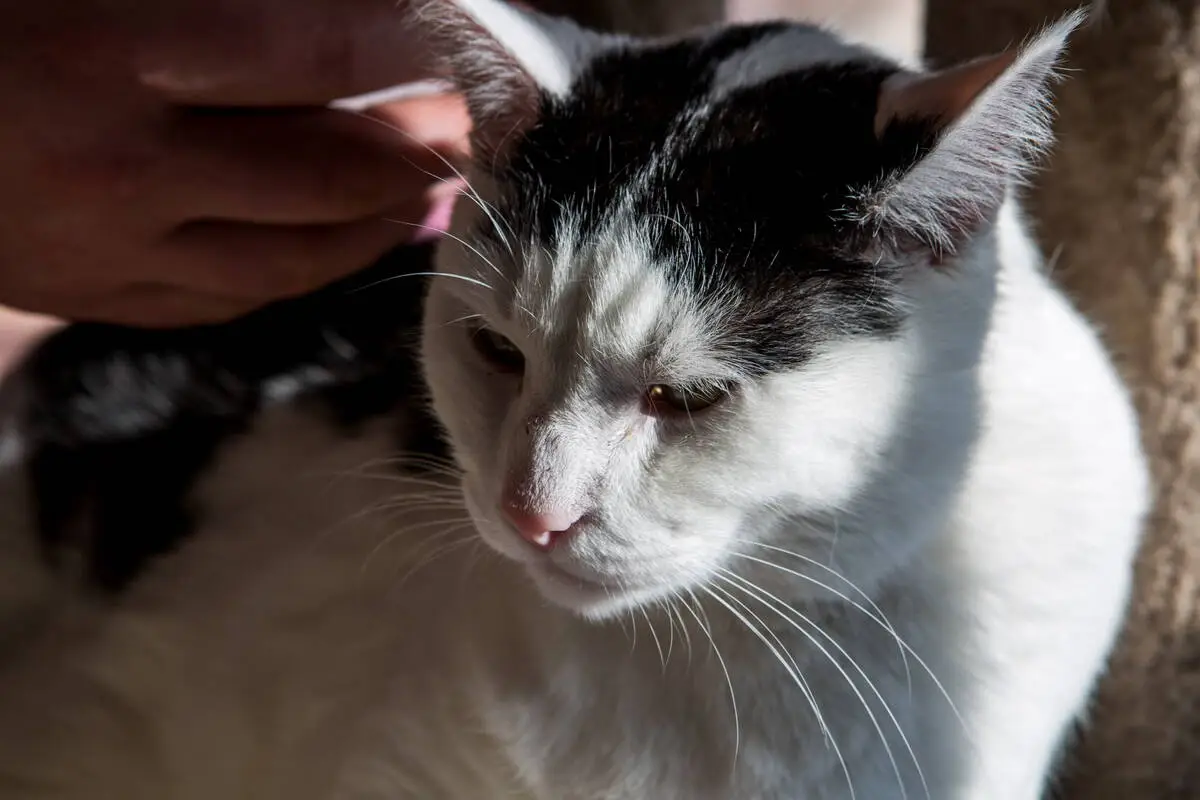 LETTER: Animal cruelty abounds in Las Vegas