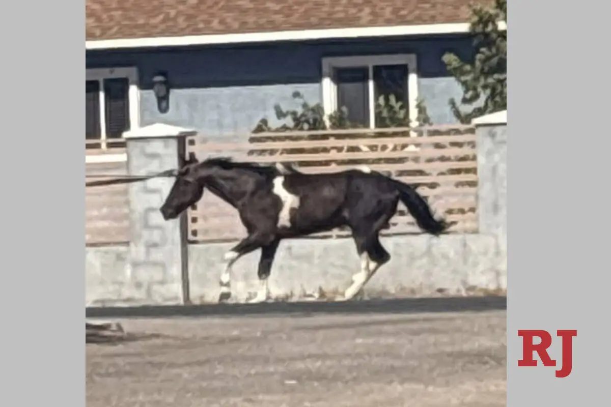 Man arrested after truck dragged horse in Las Vegas, police say