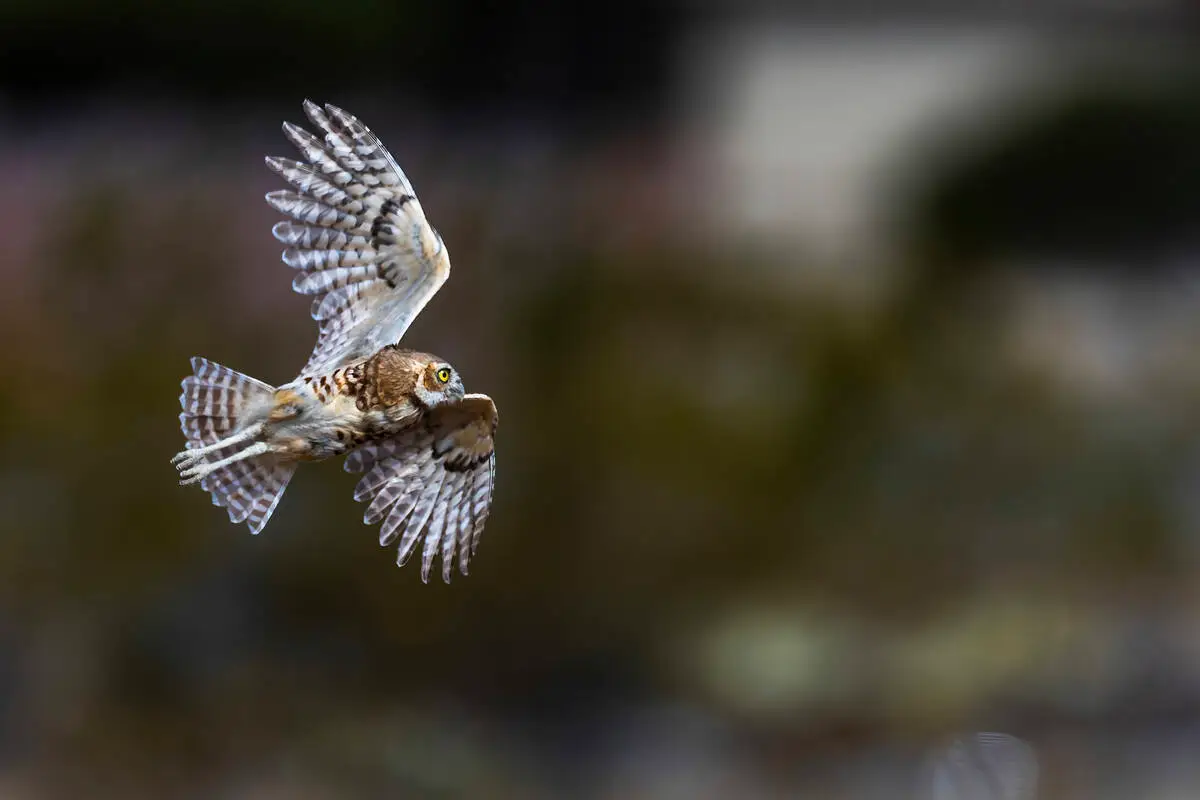 As Las Vegas grows, Clark County looks to protect its burrowing owls