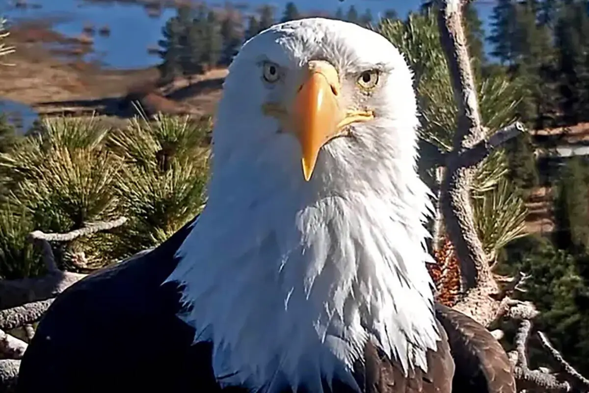 Jackie, world-famous bald eagle, dies in California after mysterious illness