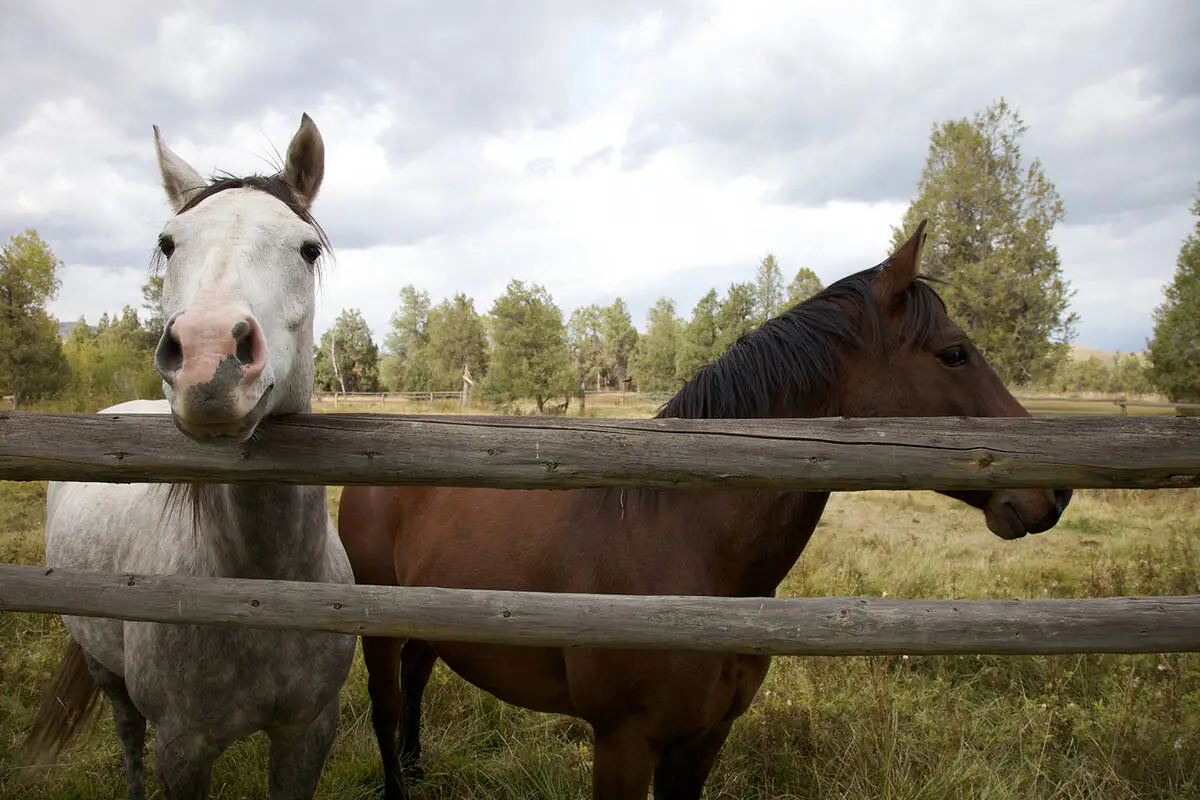 Woman sues Nevada agriculture officer over 2nd horse-feeding arrest