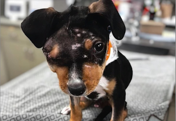 Injured puppy was abused across state line, Boulder City Police say